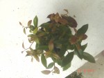 newlidlplant2-26-8-13.jpg