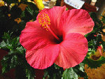 hibiscus rosa sinensis rose foncé