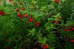 DSC07941.JPG