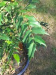 20130828_170306.jpg