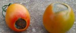 DSC00338.jpg