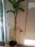 arum blanc_1.jpg