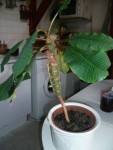 plante1.jpg