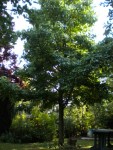 DSCN7885b.jpg