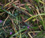 DSCN2275 - Copie.JPG