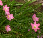 JardinAvril2010 (9) - Copie.JPG