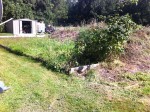 Voici mon potager laissé à l'abandon depuis 2 ans