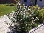 Mon arbre à papillons