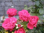 Pour finir belle floraison du rosier Alain Souchon qui s'est fait attendre mais se rattrape