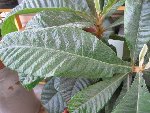 IMG_0093bis.JPG