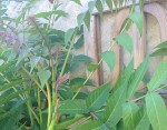 2013-09-03 17.09.17.jpg