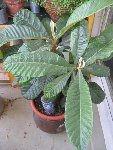IMG_0092bis.JPG