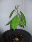 Avocat 2.jpg