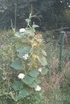 plante
