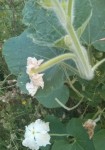 zoom fruit/fleur