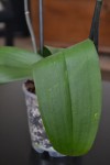feuille-2.jpg