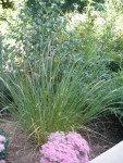Panicum virgatum Squaw