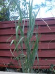 Panicum Dallas blue ?<br />J'ai un doute sur ces 2 là je me demande si je ne les ai pas inversés