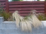 Carex testacae qui commence à prendre leur couleur d'automne<br />2 stipa tenuifolia et une ponytails au milieu. Dommage qu'elles retombent comme cela