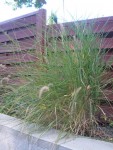 Pennisetum alopécuroïde Karley rose