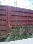 Mulhenbergia
