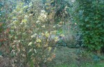 cassis fleur.jpg
