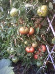 2013-09-05 09.27.45.jpg