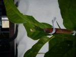 DSC00411.JPG