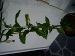 DSC00412.JPG