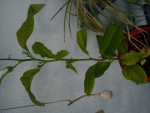 DSC00414.JPG