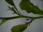 DSC00415.JPG