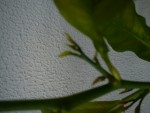 DSC00416.JPG
