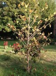 magnolia 4.jpg