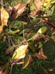 magnolia 2.jpg