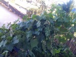 IMG_0198.JPG