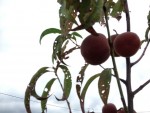 IMG_4689.JPG