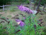 100_3160 - Copie.JPG