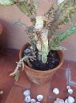 voici mon cactus