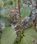 IMG_20130906_125604.jpg