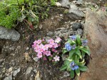 Androsace et myosotis.jpg