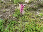 Pedicularis-1.jpg