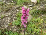 Pedicularis-2.jpg