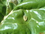 DSC00435.JPG
