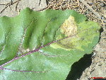 DSC00437.JPG