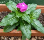 Fleur mauve.jpg