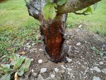DSC00339.jpg