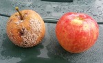 pommes.jpg