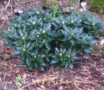 Un rhodo qui a déjà bien forme ses boutons floraux