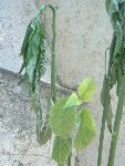 DSCF0005.JPG