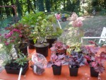 Achats botaniques.jpg